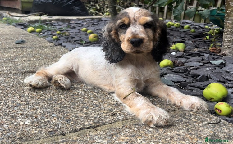 Cocker Spaniel dogs - Advert 12