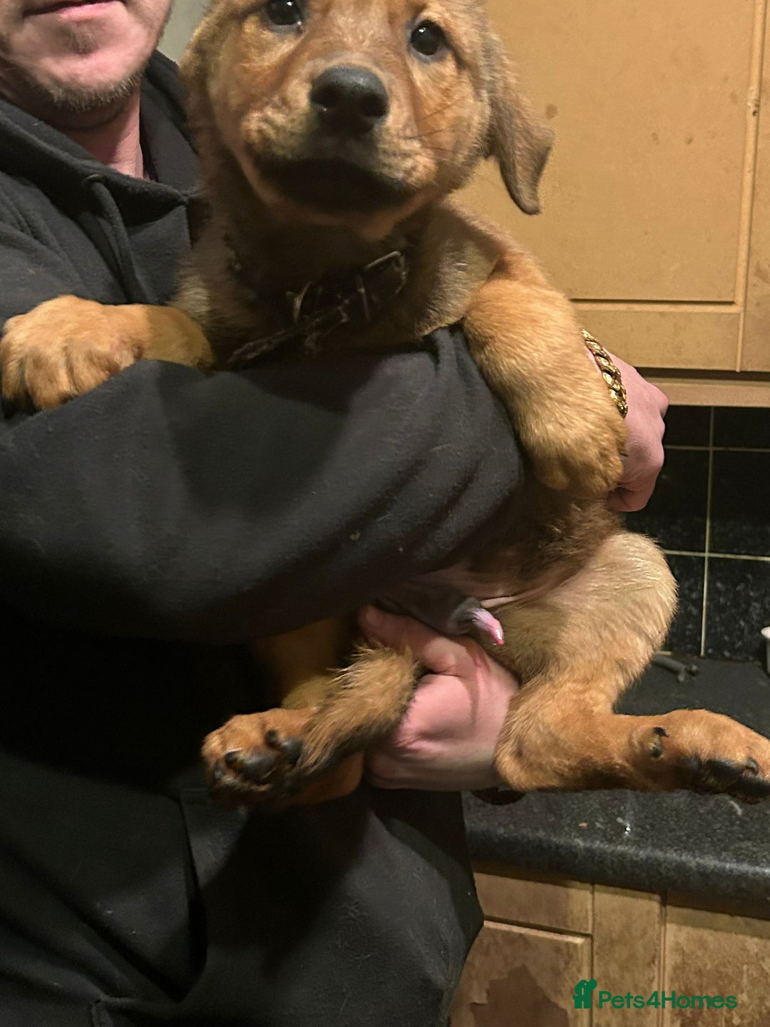 Mixed Breed dogs for sale: Masakiweiler pups - Advert 4