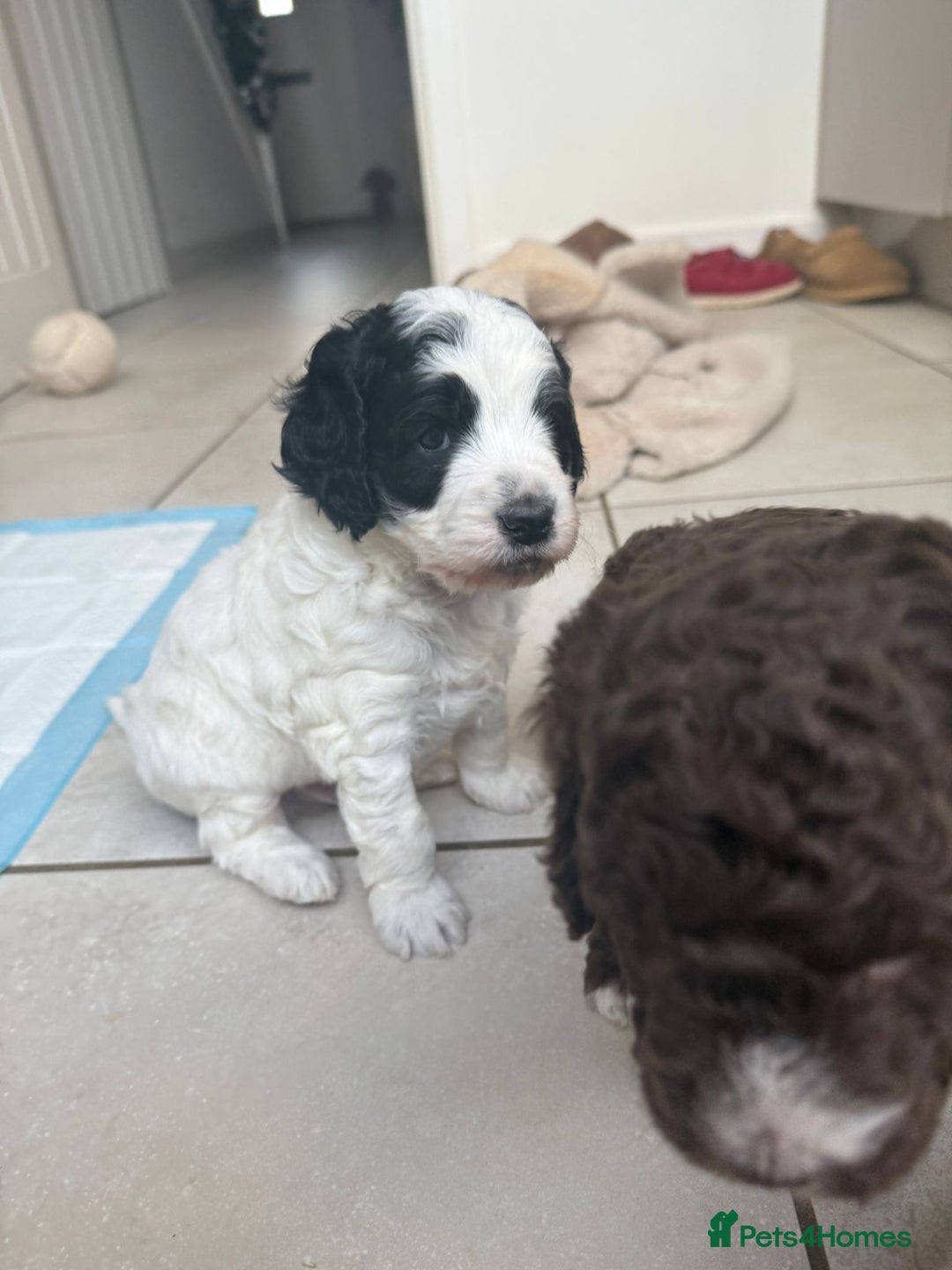Australian Labradoodle dogs for sale: Australian Labradoodles Puppies - Advert 1