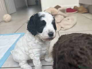 Australian Labradoodle dogs Australian Labradoodles Puppies - Advert 1