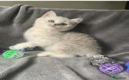 British Shorthair cats for sale: BSH quality Silvers - Image 15