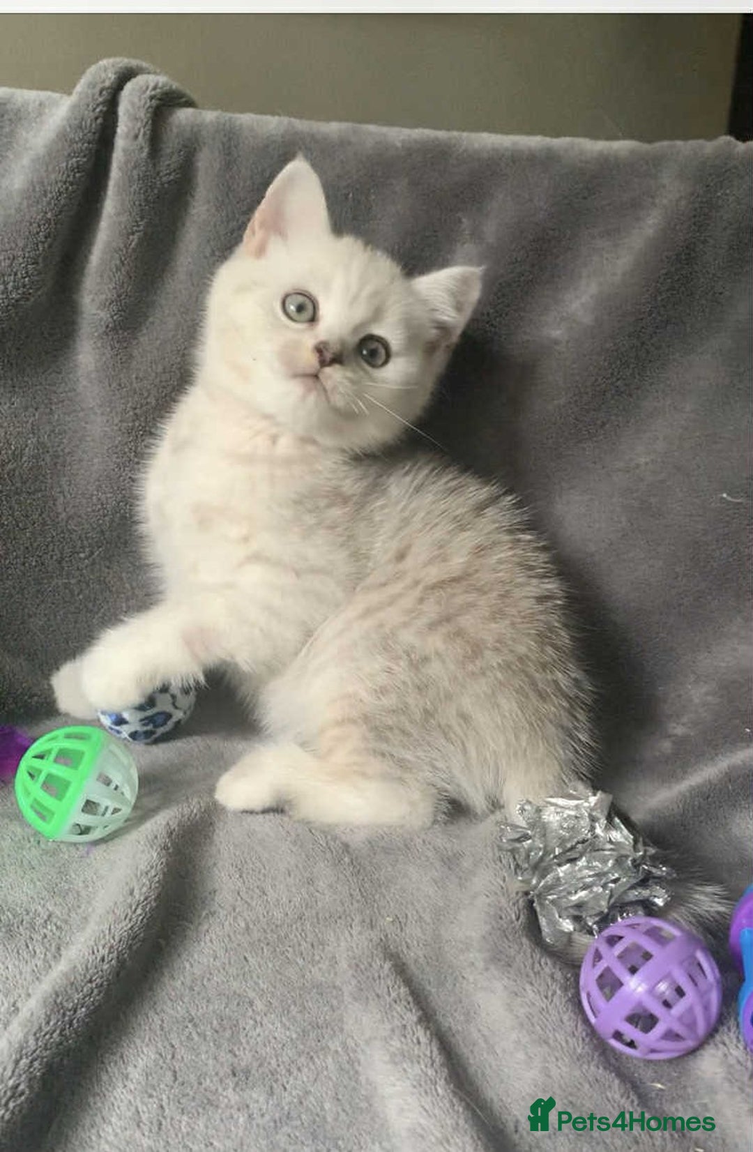 British Shorthair cats for sale: BSH quality Silvers - Image 15