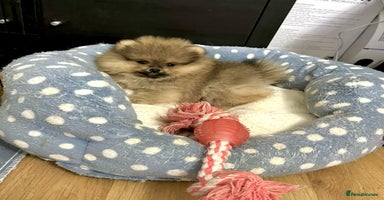 Pomeranian dogs 🔥Very Tiny Boy🧸Top Quality 💎 - Advert 16