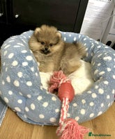 Pomeranian dogs 🔥Very Tiny Boy🧸Top Quality 💎 - Advert 16