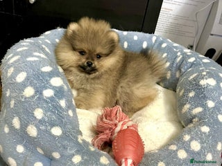 Pomeranian dogs 🔥Very Tiny(600gr)🧸Top Quality 💎 - Advert 9