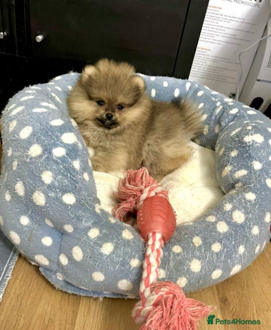 Pomeranian dogs 🔥Very Tiny(600gr)🧸Top Quality 💎 - Advert 5