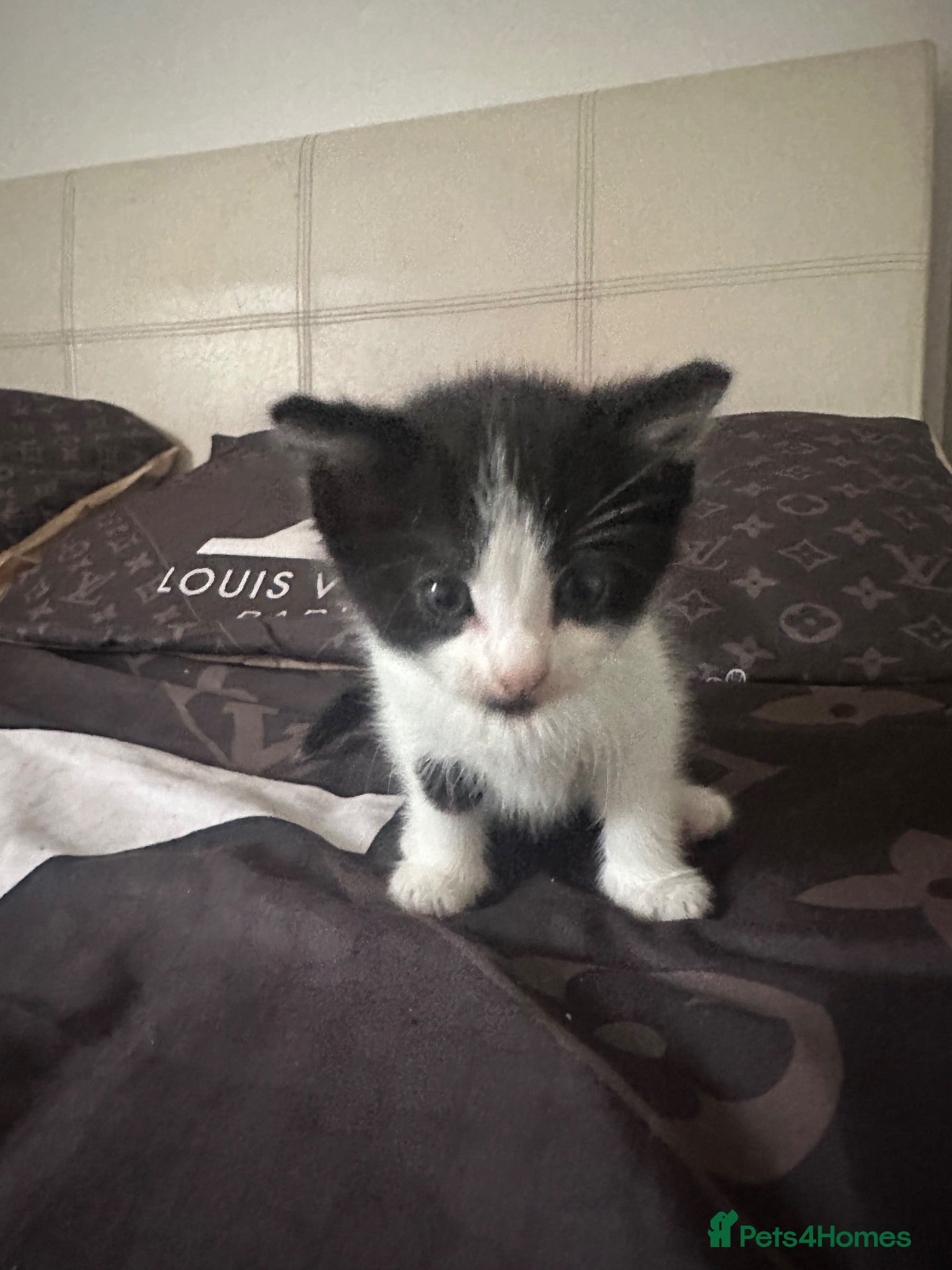 European cats 🐱 The 6 Kittens — all lovely blue eyes - Advert 7