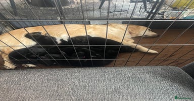 Mixed Breed dogs in Swadlincote - Advert 5