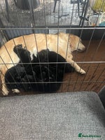 Mixed Breed dogs in Swadlincote - Advert 5