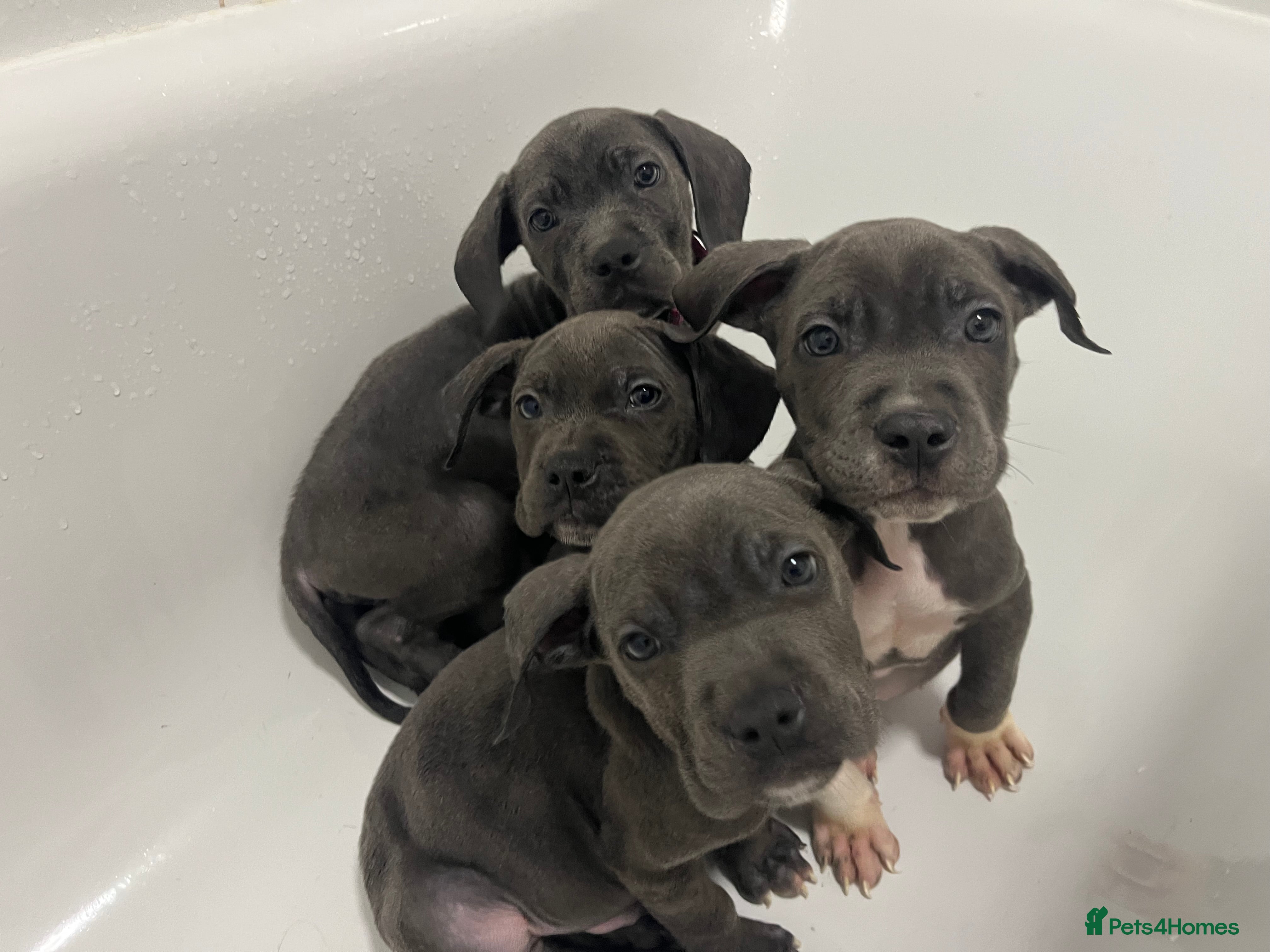 Mixed Breed dogs Cane corso cross Staffordshire bull terrier hybrid - Advert 1