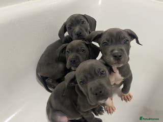 Mixed Breed dogs Cane corso cross Staffordshire bull terrier hybrid - Advert 1