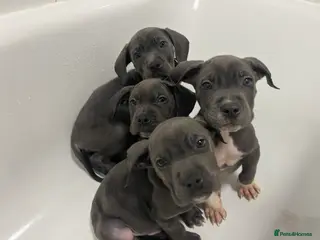 Mixed Breed dogs Cane corso X Staffordshire bull terrier - Advert 17