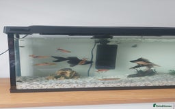 Fancy Goldfish fish for sale: black goldfish pair plus 1 X minnow 5 orange fish  - Image 4