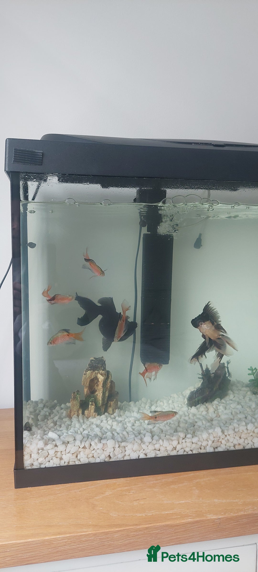 Fancy Goldfish fish for sale: black goldfish pair plus 1 X minnow 5 orange fish  - Image 4