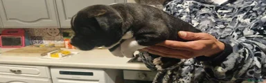 Staffordshire Bull Terrier 3