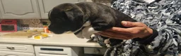 Staffordshire Bull Terrier dogs for sale: Beautiful Staffordshire Puppies  2 Boys & 2 Girls  in Southampton - Advert 2