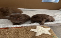 British Shorthair cats for sale: 🤎 British Shorthair Cinnamon Kittens🤎 - Image 14