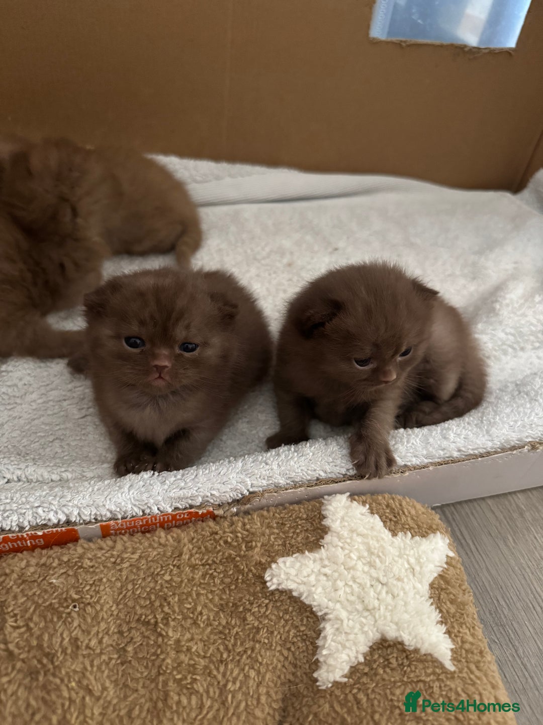 British Shorthair cats for sale: 🤎 British Shorthair Cinnamon Kittens🤎 - Image 14