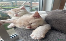 British Shorthair cats for sale: British shorthair kittens.  - Image 6
