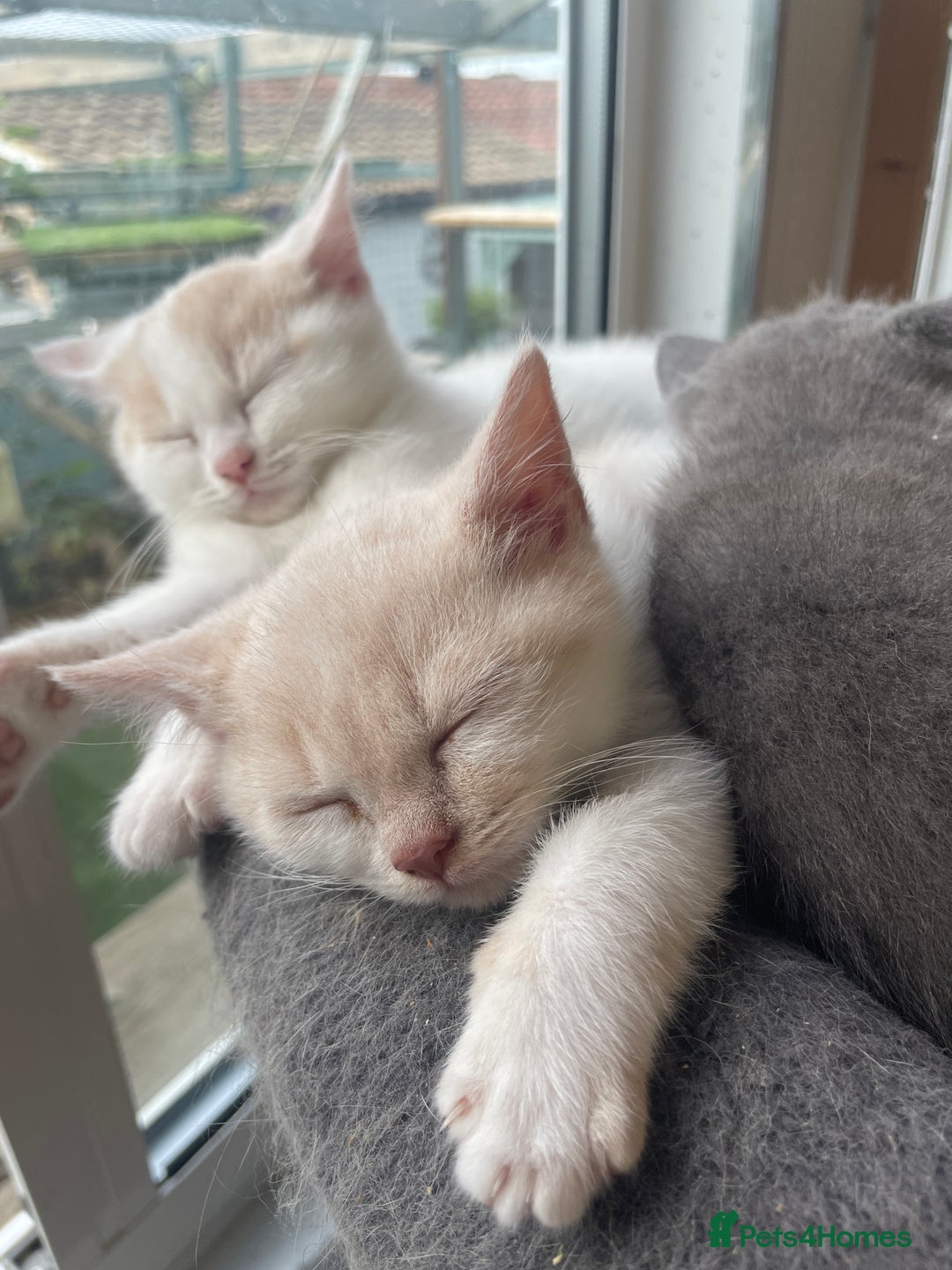 British Shorthair cats for sale: British shorthair kittens.  - Image 6