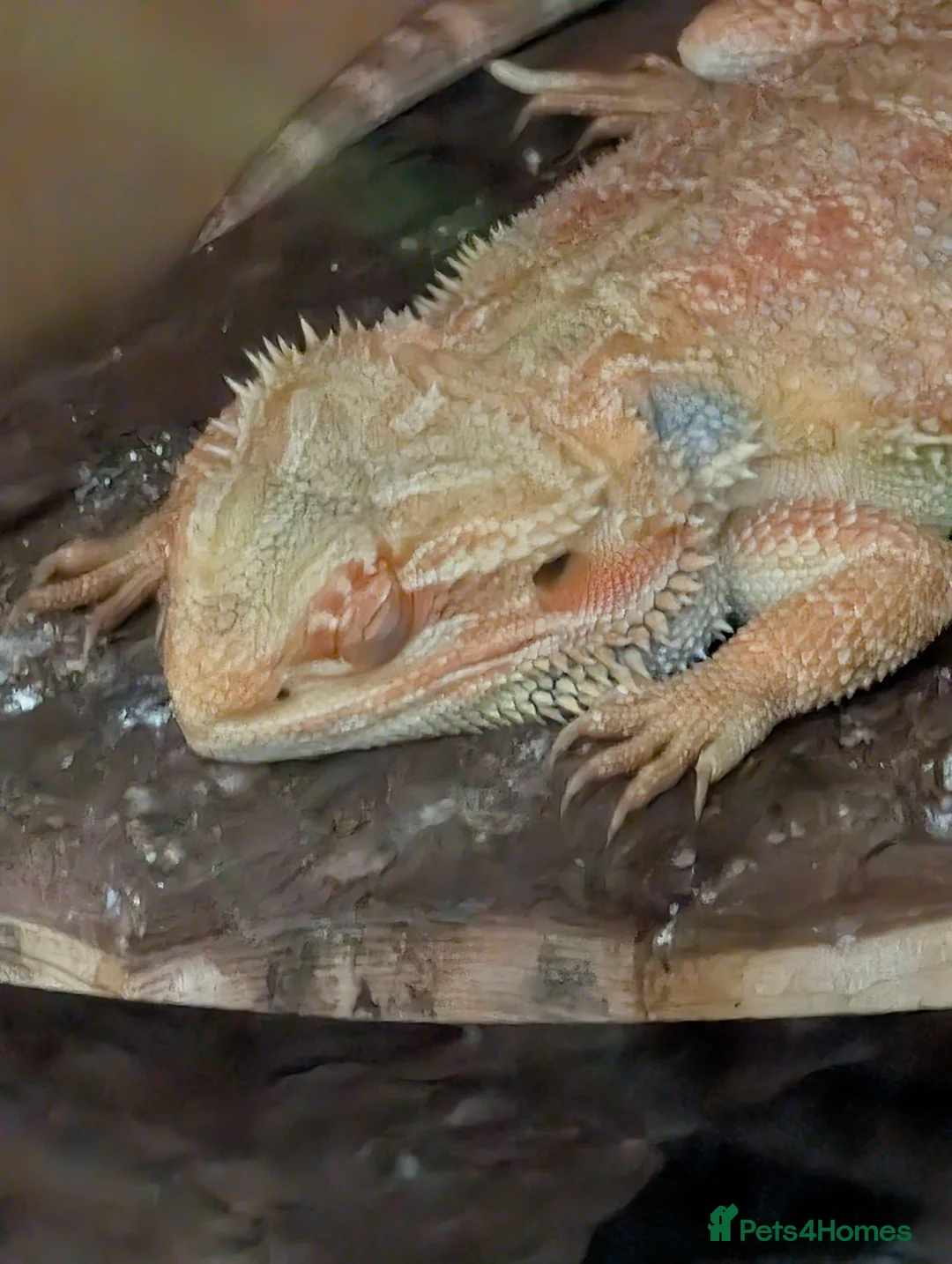 Bearded Dragon reptiles for sale: Male Bearded Dragon - Advert 2