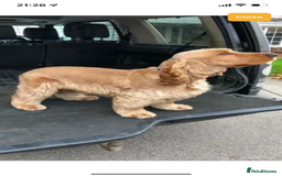 Cocker Spaniel dogs for sale: KC SHOW COCKER SPANIELS READY NOW - Image 15