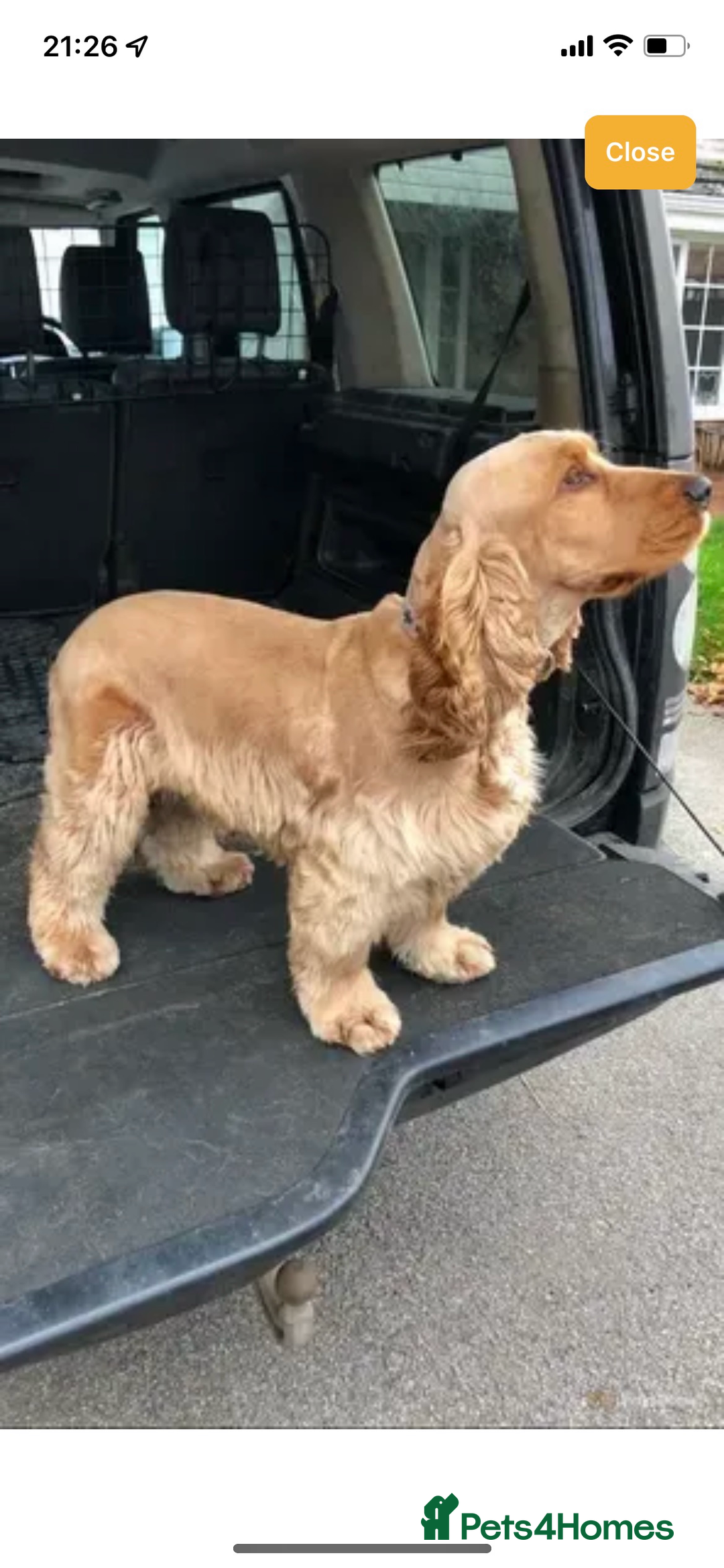 Cocker Spaniel dogs for sale: KC SHOW COCKER SPANIELS READY NOW - Image 15