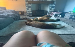 Boxer dogs for sale: The most loving girl looking for a new family  - Image 6