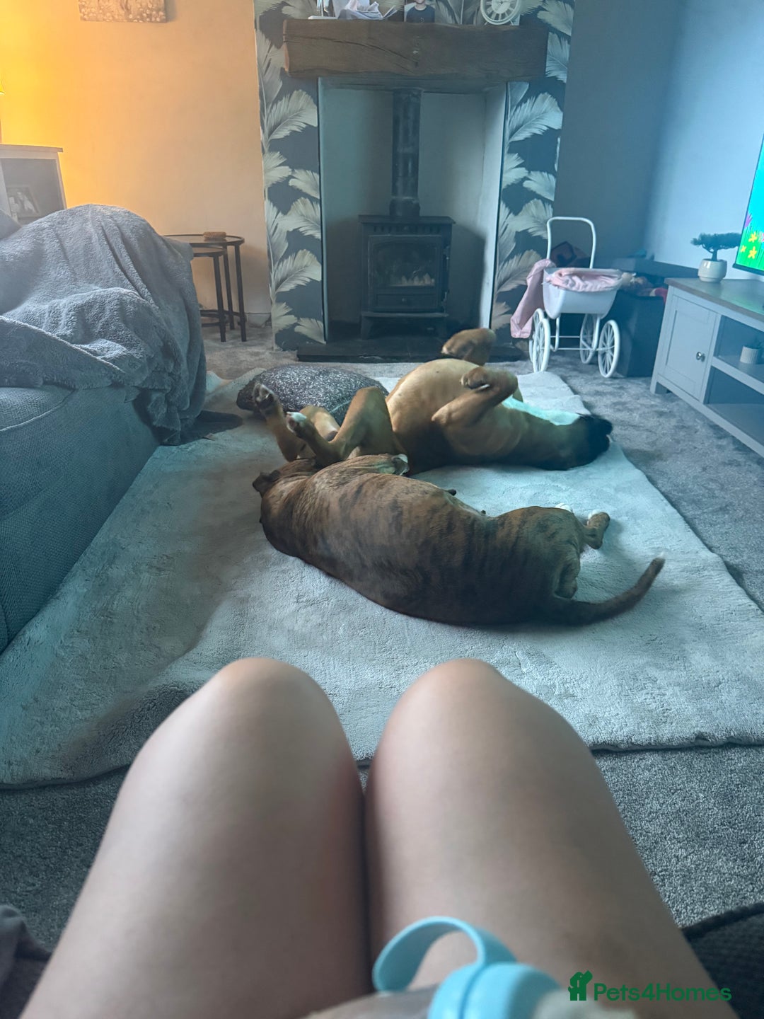 Boxer dogs for sale: The most loving girl looking for a new family  - Image 6