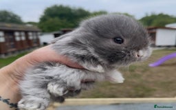 Mini Lop rabbits for sale: Baby mini lops ready to reserve !! - Image 24