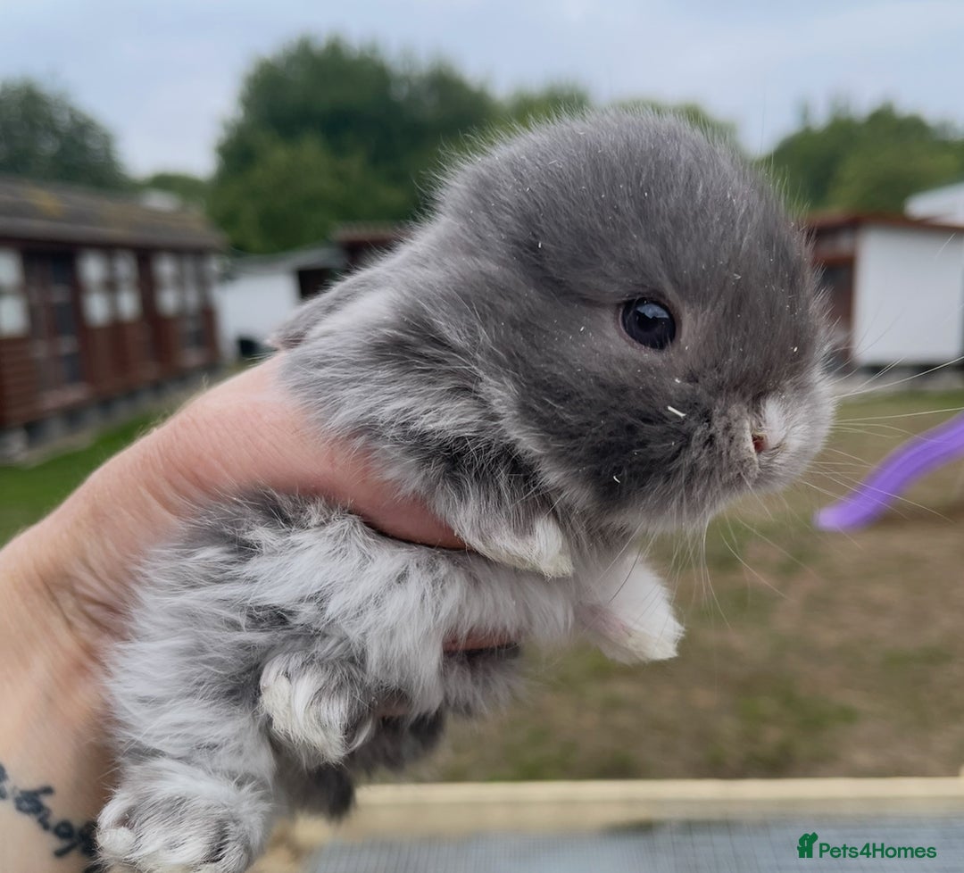 Mini Lop rabbits for sale: Baby mini lops ready to reserve !! - Image 24