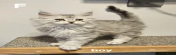 Maine Coon cats for sale: Large Maine Coon kittens regd European bloodline - Advert 4