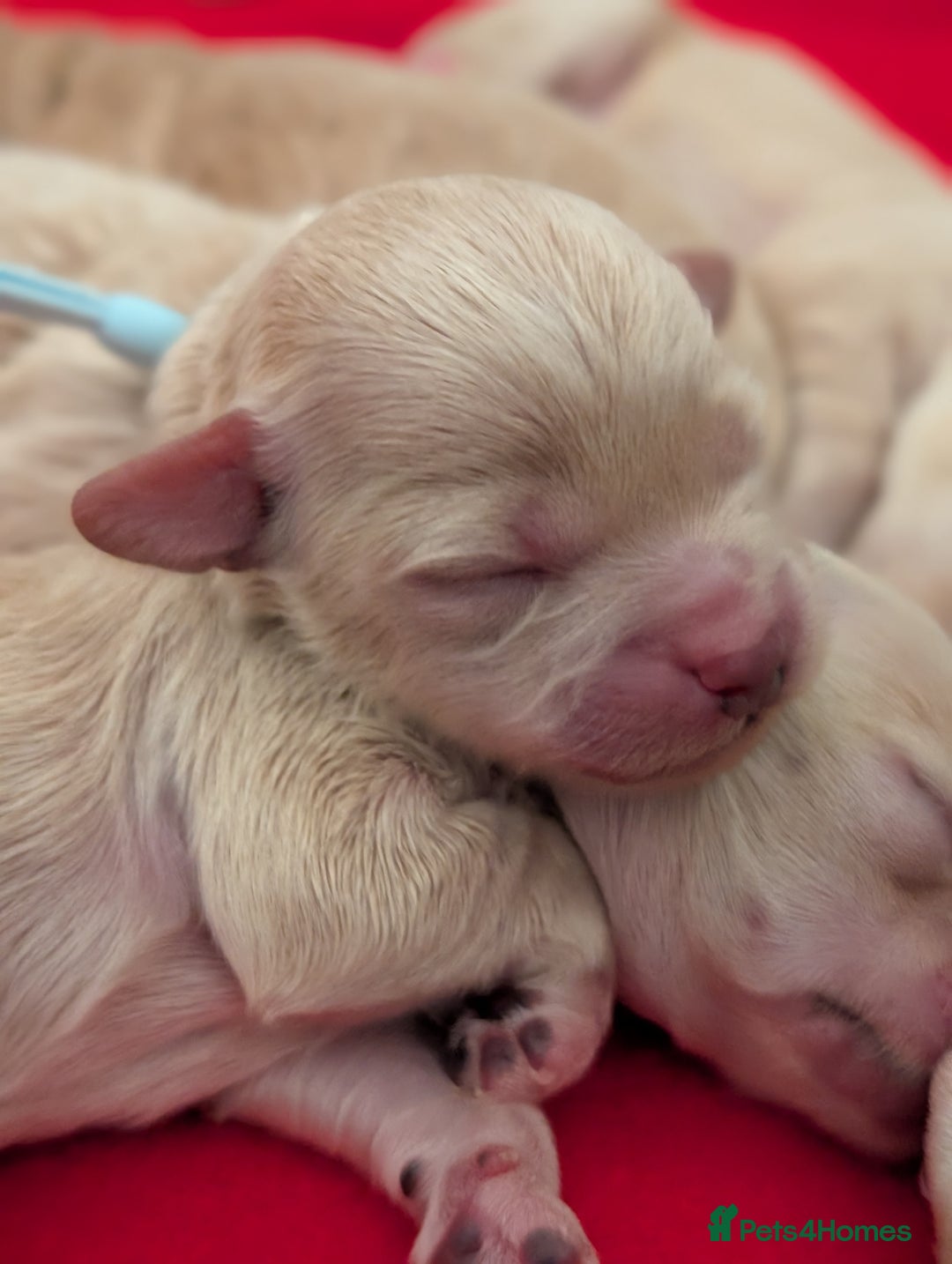 Maltipoo dogs for sale: 🩷 1 Baby Girl Available  - Advert 4