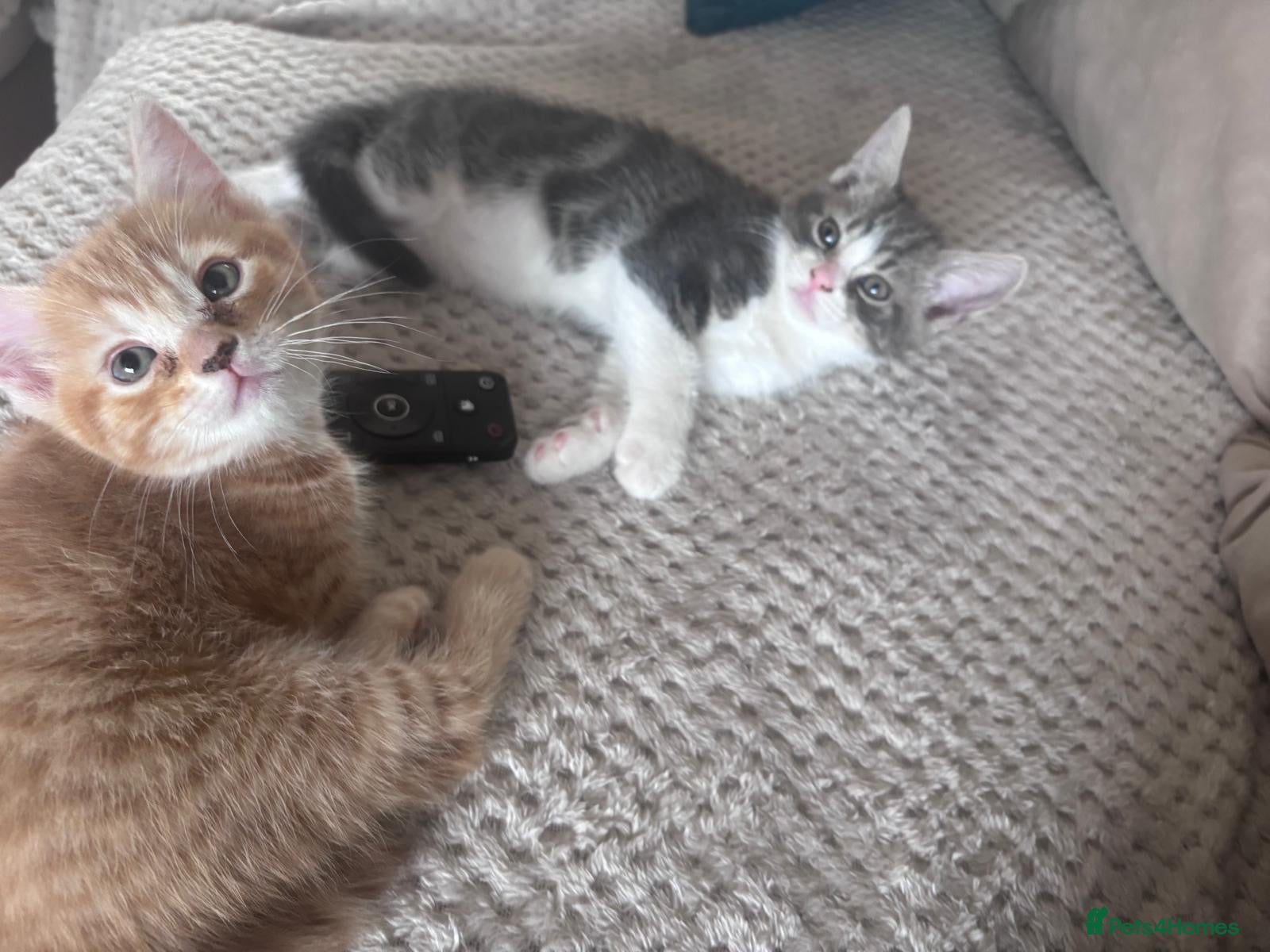 Mixed Breed cats Pair of Male Kittens Looking 4 Their Forever Home - Advert 1