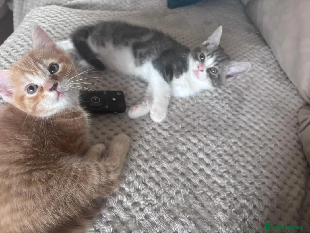 Mixed Breed cats for sale: Pair of Male Kittens Looking 4 Their Forever Home in Slough - Advert 1