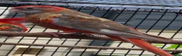 Parakeets birds for sale: Cinnamon Red Opaline Pastel GMRs - Advert 3