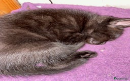 Bombay cats for sale: beautiful kittens looking for a happy safe home's  - Image 2