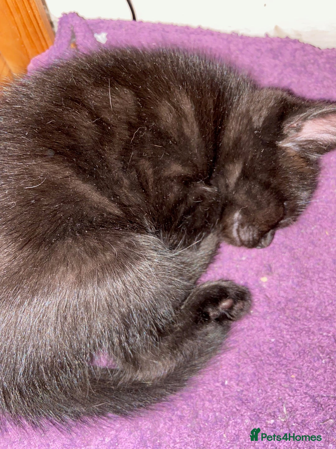 Bombay cats for sale: beautiful kittens looking for a happy safe home's  - Image 2
