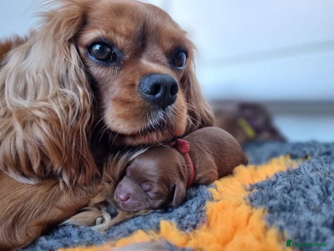 Cavapoo dogs for sale: 🎀 Beautiful F1 Cavapoo Puppies 🎀 - Image 19