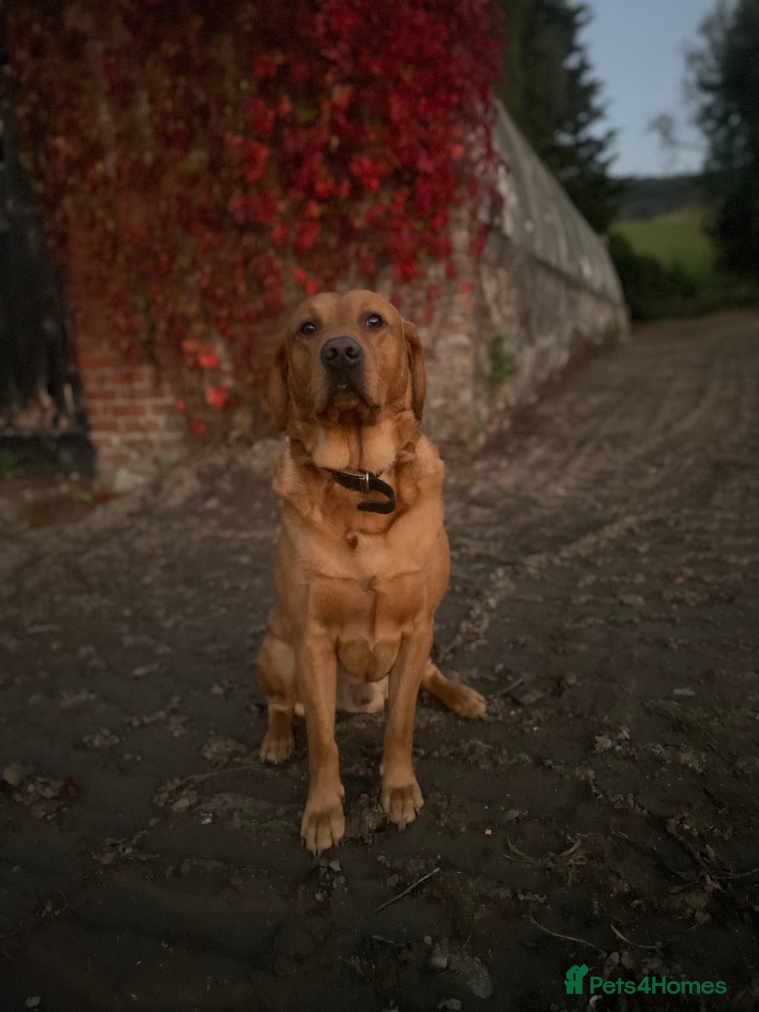 Labrador Retriever dogs for sale: Ready to leave - KC Fox Red Labrador puppies - Image 4