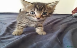Bengal cats for sale: 6 Beautiful, Healthy Kittens - Image 5