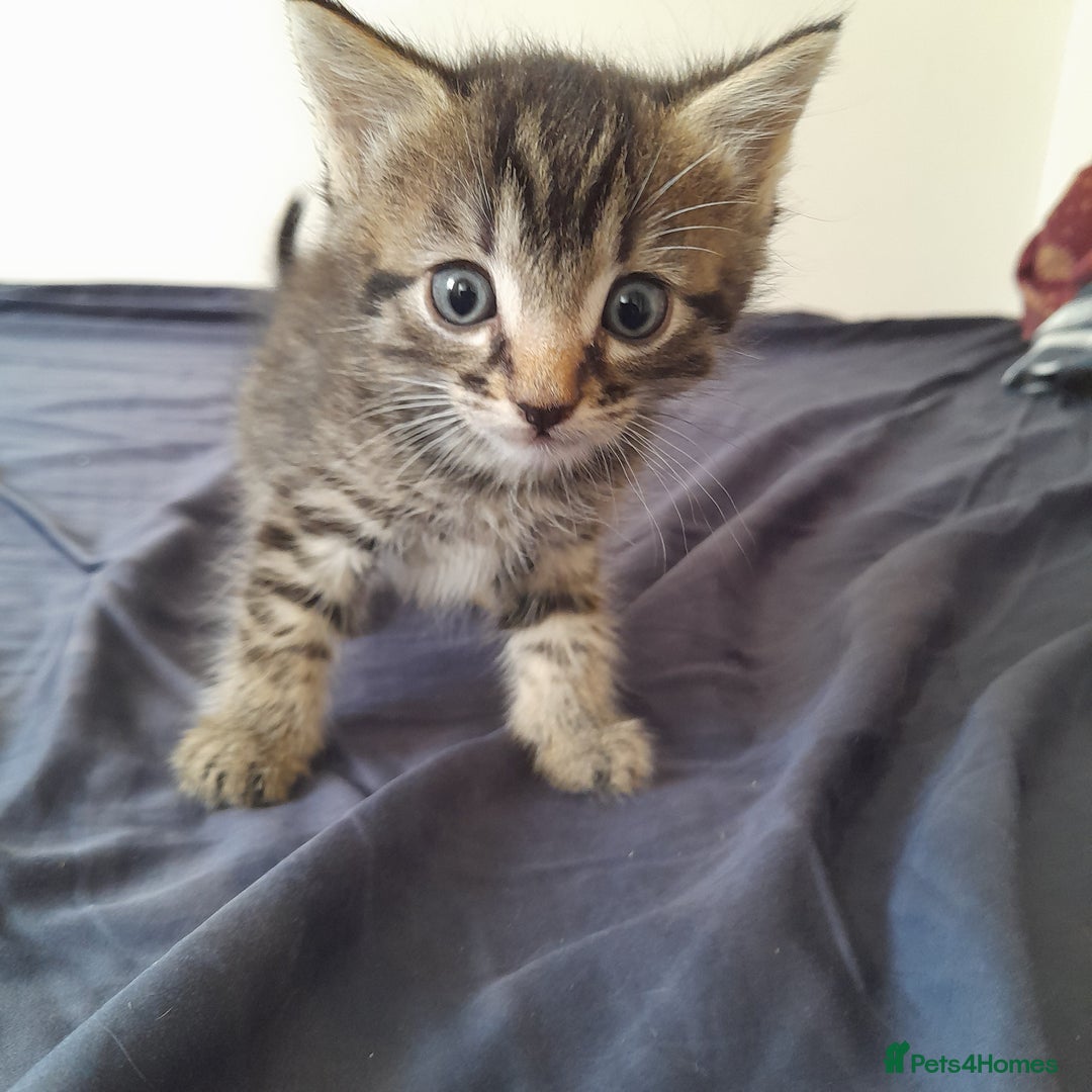 Bengal cats for sale: 6 Beautiful, Healthy Kittens - Image 5