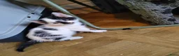 Mixed Breed cats for sale: Beautiful kittens looking for forever homes  - Advert 14