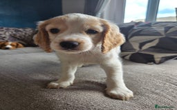 Cocker Spaniel dogs for sale: Cocker spaniels - Image 14
