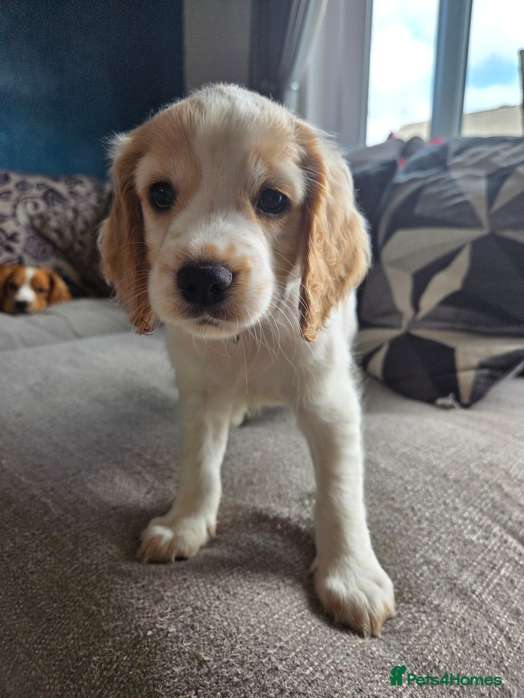 Cocker Spaniel dogs for sale: Cocker spaniels - Image 14