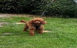Toy Poodle dogs for sale: Quality fox red toy poodle male puppy - Advert 5