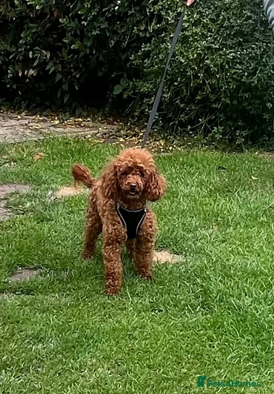 Toy Poodle dogs for sale: Quality fox red toy poodle male puppy - Advert 5
