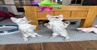 Bengal cats - Advert 9