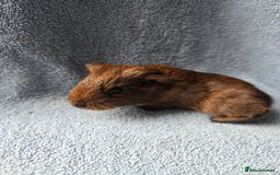 Guinea Pig rodents for sale: Baby Guinea Pigs Taking Reservations.   - Image 2