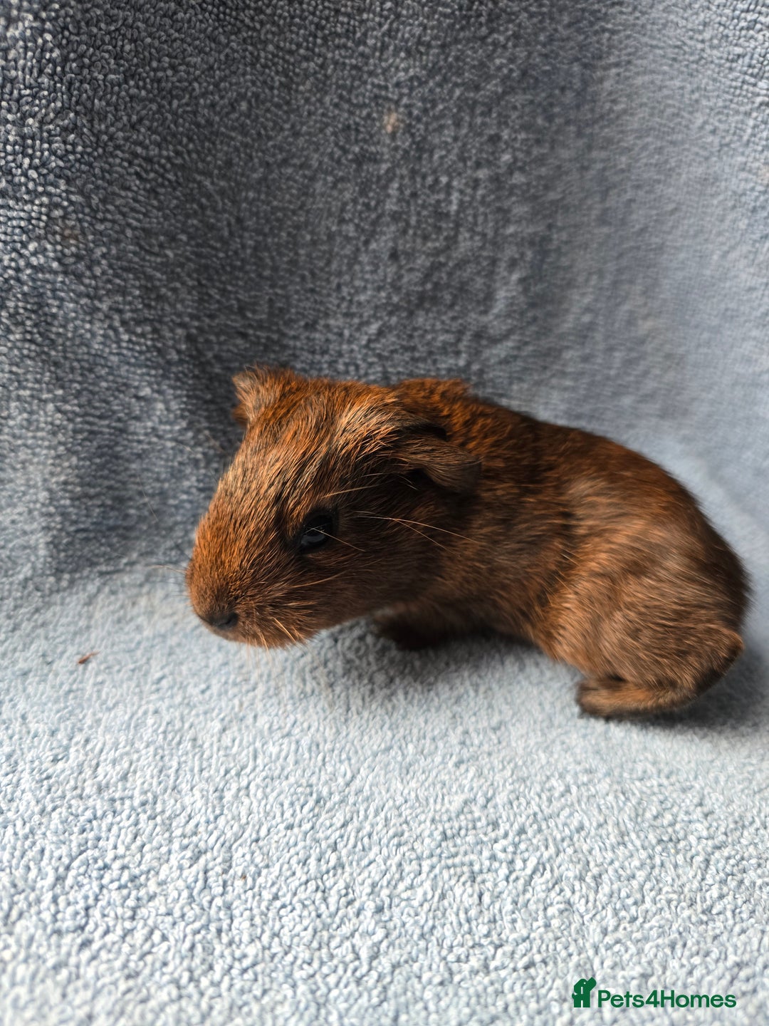 Guinea Pig rodents for sale: Baby Guinea Pigs Taking Reservations.   - Image 2